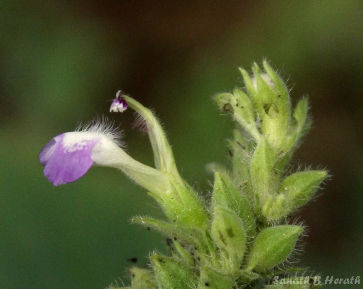 Anisomeles indica (L.) Kuntze